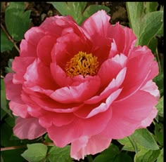 a large pink flower with green leaves around it