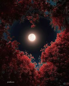 the full moon is seen through some trees in the night sky with red leaves on it