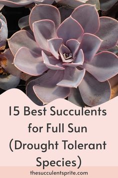 a purple succulent plant with the words 15 best succulents for full sun