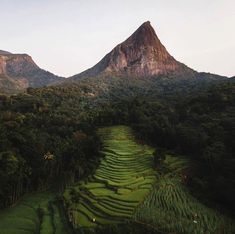 an aerial view of rice terraces in front of a mountain range with trees and bushes