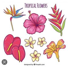 tropical flowers with different colors and shapes