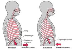 Social Engineering, Belly Breathing, The Better Man Project, Out Of Body, Poor Posture, Breathing Techniques