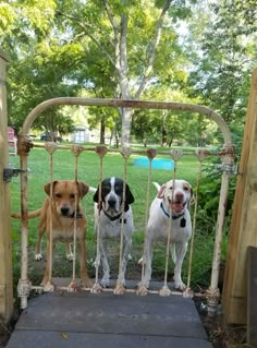 three dogs are standing in front of a gate