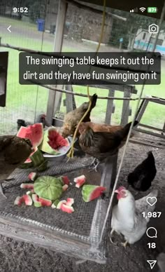 chickens eating watermelon on a table with a quote about the meaning behind them