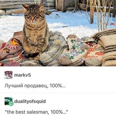 a cat sitting on top of some pillows in the snow