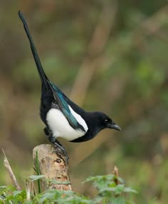 a black, white and blue bird perched on top of a tree stump in the woods