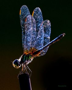 a blue dragonfly sitting on top of a black pole with its wings spread out