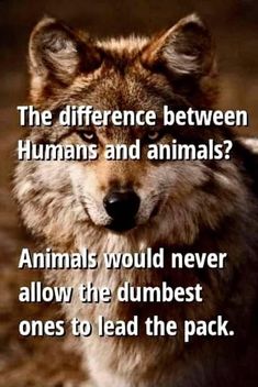 a wolf with the words, the difference between humans and animals? animals would never allow the dumbest ones to lead the pack