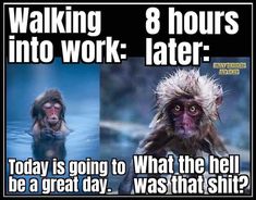 Workplace Humor, Work Quotes Funny, Work Jokes, Funny Thoughts, Funny Cartoon Quotes, Office Humor, Work Memes, Cartoon Quotes, Sarcastic Quotes Funny