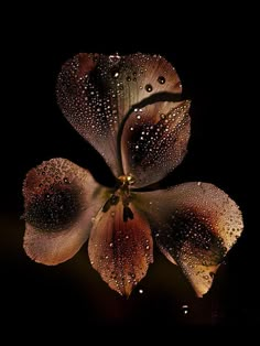 a flower with water droplets on it's petals in the night sky, taken from above