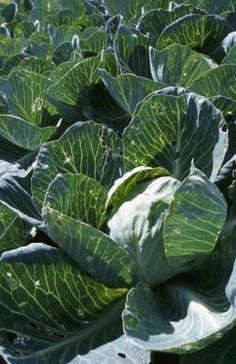 a large green leafy plant in the middle of a field