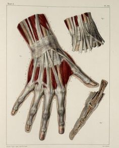 an image of the muscles and bones of a hand