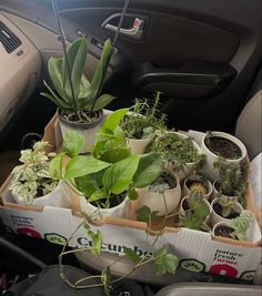 several plants are in the back seat of a car, and there is a cardboard box full of them