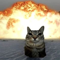 a cat sitting in front of a large explosion