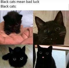 black cats mean bad luck and black cats