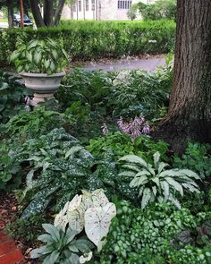 the garden is full of green plants and trees, along with a potted planter