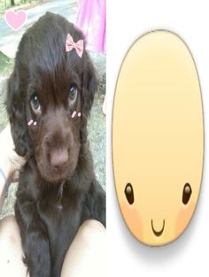 a black puppy with pink bows sitting next to an emo emo smiley face