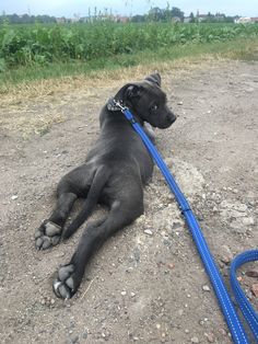 a large black dog laying on top of a dirt road next to a blue leash