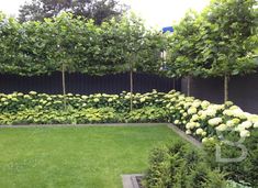 a garden with green grass and white hydrangeas in the center, surrounded by trees