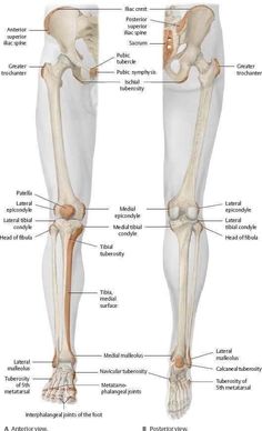 the bones of the lower limb and upper limb are labeled in this diagram, with labels on