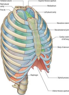 the anatomy of the human body, including the ribs and abdomens with labels on each side