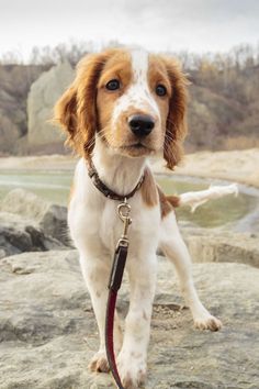 a brown and white dog standing on top of a rock