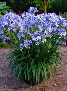 blue flowers are growing in a pot on the ground