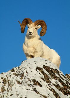 a ram is sitting on top of a snowy hill