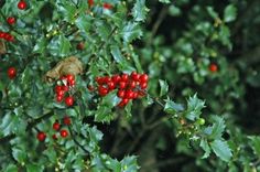 red berries and green leaves on a bush