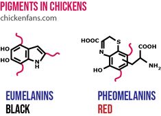 four different types of red and black chemicals in chicken hens, eimelanins, pho2h - 3,