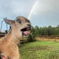 a baby goat sticking its tongue out in front of a rainbow