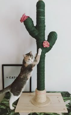 a cat climbing up the side of a cactus plant with its paw in it's hand