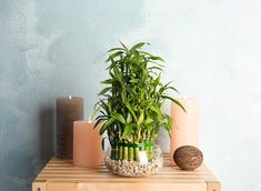 a bamboo plant sitting on top of a wooden table next to two candles and rocks