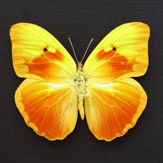 an orange and yellow butterfly sitting on top of a black surface