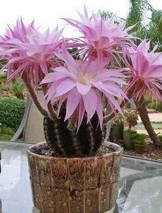 two pink flowers in a pot on a table