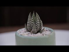 a small cactus in a blue pot on a table