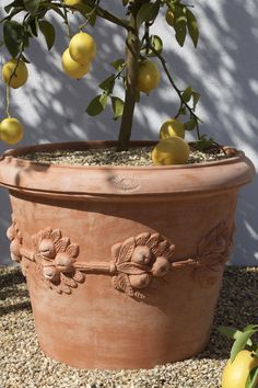 a potted plant with lemons growing in it