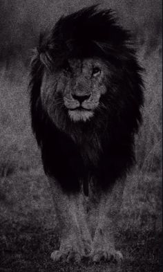 a black and white photo of a lion