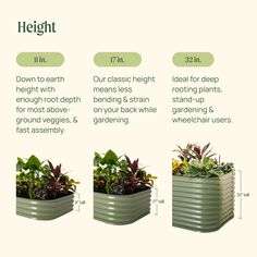 three different stages of growing plants in a planter with text describing how to grow them