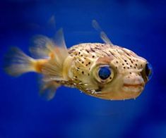 a close up of a fish in an aquarium looking at the camera with blue background