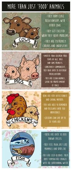 the different types of animals that can be seen in this info sheet, including pigs and other