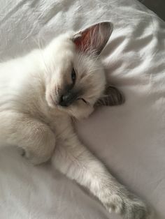 a white cat laying on top of a bed with its paws up in the air