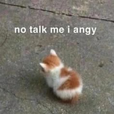 a small kitten sitting on top of a cement floor next to a sign that says, no talk me i angry