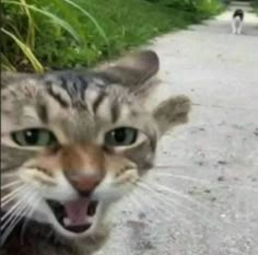 a cat with it's mouth open on a dirt road