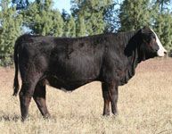 a large black cow standing on top of a dry grass covered field with trees in the background