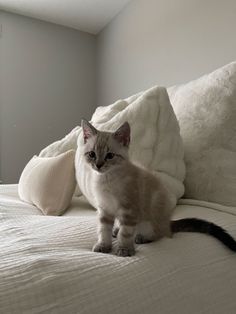 a cat sitting on top of a white bed