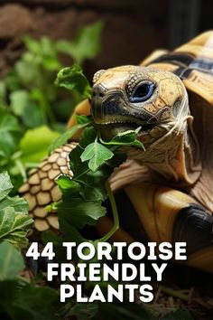 a tortoise eating leaves with the caption 4 tortoise friendly plants