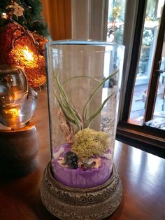 an air plant in a glass vase on a table next to a christmas ornament