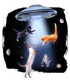 three cats are in the space and one cat is flying through the air with an object above it