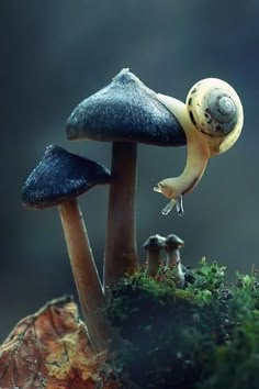 two snails crawling on top of mushrooms in the forest with mossy ground and blue sky behind them